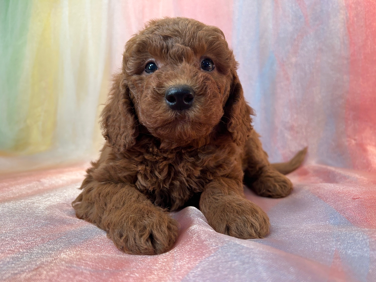 Male F1b Mini Goldendoodle DOB 8-25-2025 $1200